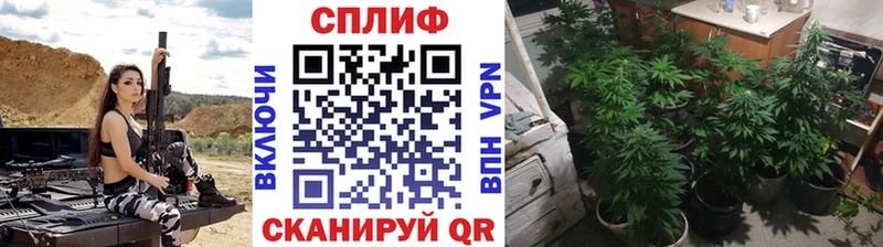 Канабис планчик  блэк спрут ТОР  Энем 